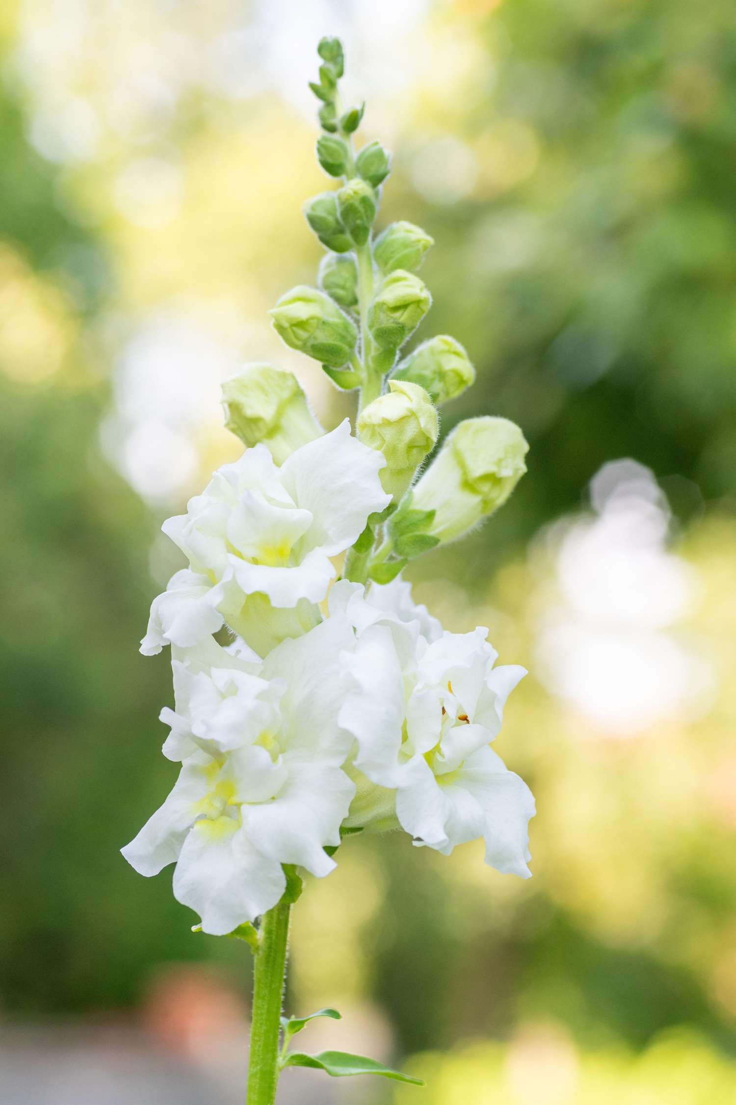 Muflier 'Madame Butterfly Ivory' (graines)